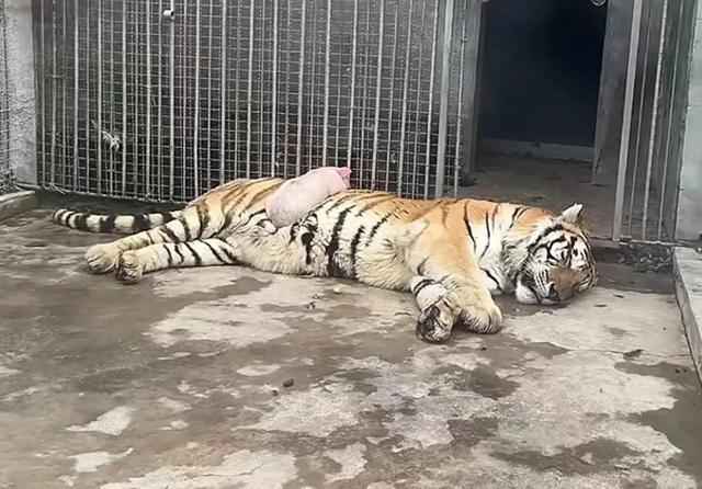 动物园里小猪趴在老虎肚子上睡觉 网友：睡完就不能吃我了喔