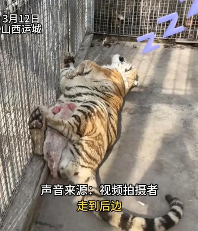 动物园里小猪趴在老虎肚子上睡觉 网友：睡完就不能吃我了喔