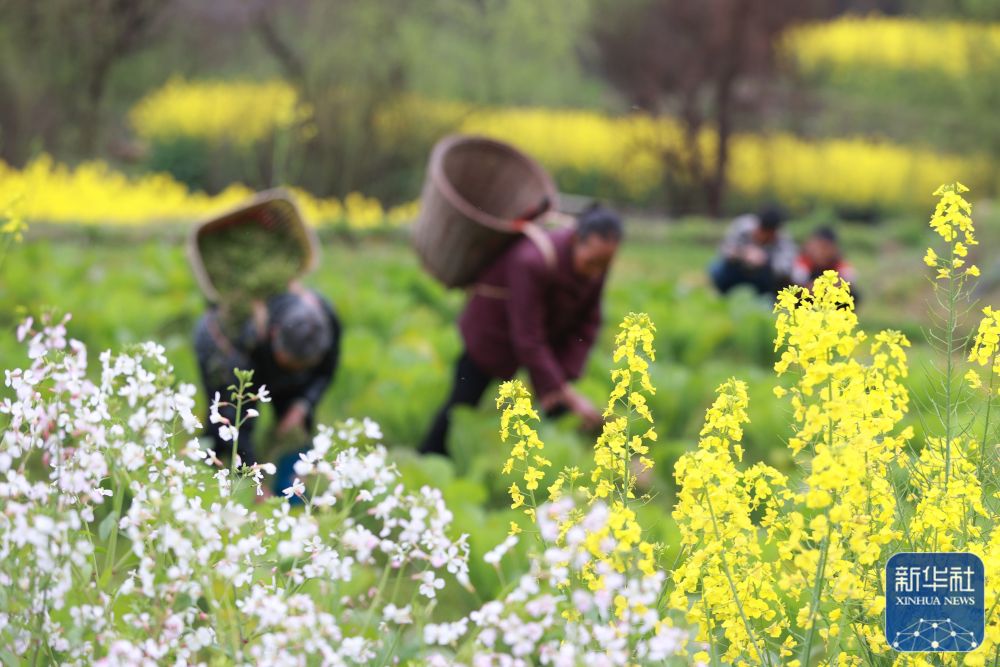 春分将至农事忙_春分时节农耕忙_春分农忙