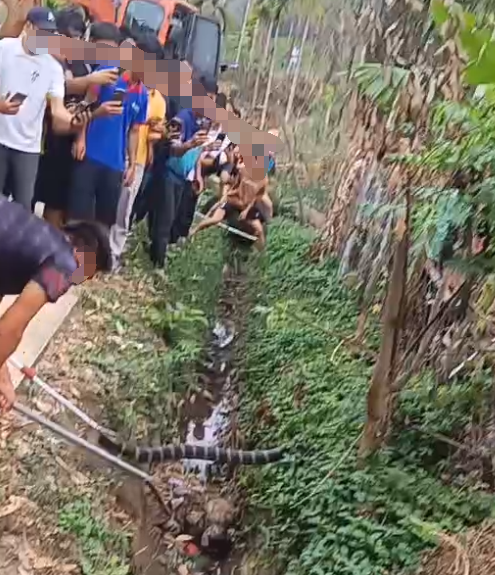 海南一村民被2米多长毒蛇咬死，消防和村民合力制服2条2米多长眼镜王蛇
