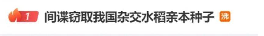 水稻原种与杂交_先玉335玉米亲本自交系种子_间谍窃取我国杂交水稻亲本种子