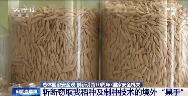 水稻杂交种子生产技术_水稻原种与杂交_间谍窃取我国杂交水稻亲本种子