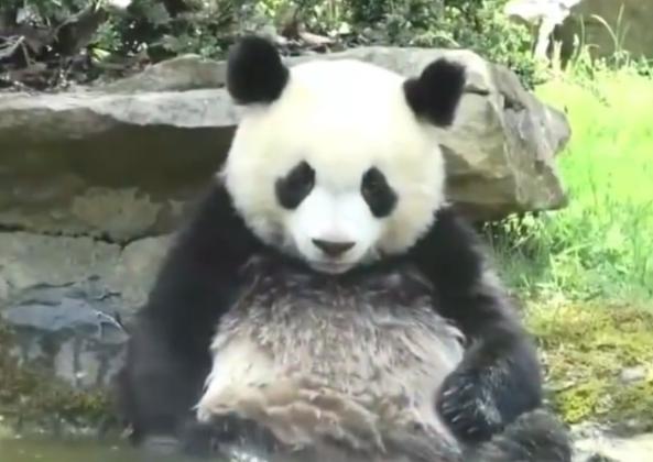 大熊猫是中国特有种的铁证_大熊猫产在中国的真值_大熊猫中国才有吗