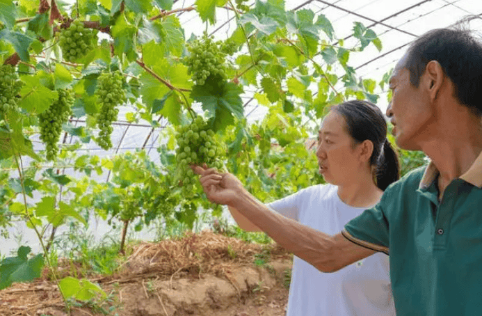 村支书剧照_村支书电视_94年村支书把乡村日常拍成短视频