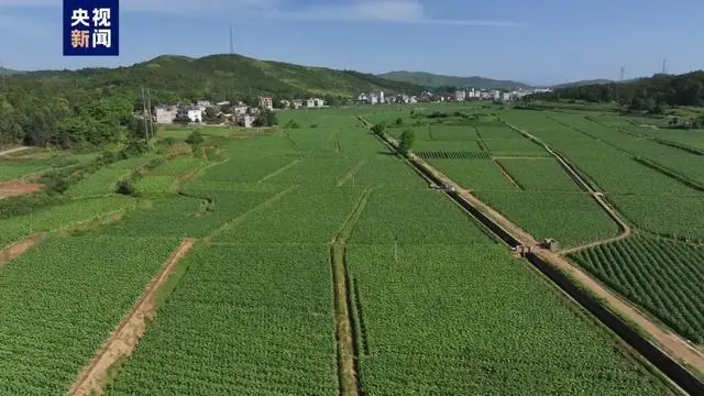 湖南桂阳放出41亿只虫子灭害虫_湖南一带的虫害_湖南毒虫